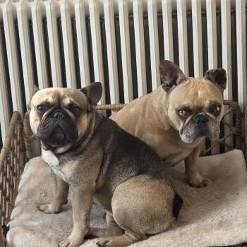 Isabella & Coco -  French Bulldog Dog for Adoption in Stony Brook, New York - Isabella & Coco | PetCurious