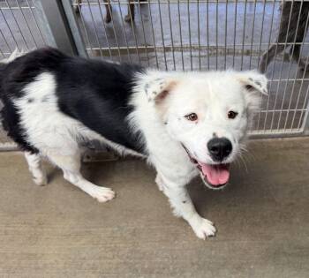 Winston -  Australian Shepherd Dog Available for Adoption in Canutillo, Texas - Winston | PetCurious