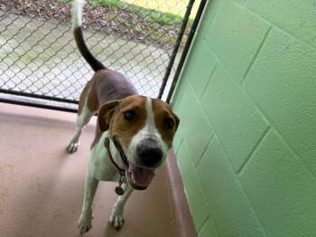 Honeybee - BELLA -  Hound Dog for Adoption in Nacogdoches, Texas - Honeybee - BELLA | PetCurious
