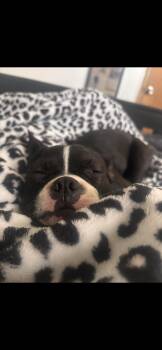 Boston Terrier Dogs Available for Adoption - Remy | PetCurious