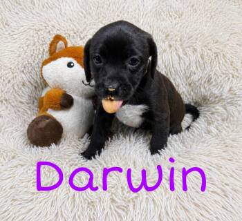 Labrador Retriever Dogs Available for Adoption in Newport, Kentucky - Darwin | PetCurious
