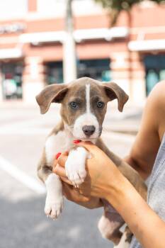Ravi -  American Staffordshire Terrier Dog for Adoption in Tampa, Florida - Ravi | PetCurious