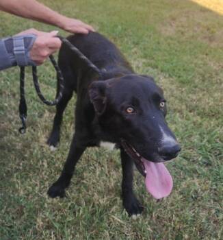 Shepard 3 -  Mixed Breed Dog for Adoption in Lawrenceburg, Tennessee - Shepard 3 | PetCurious