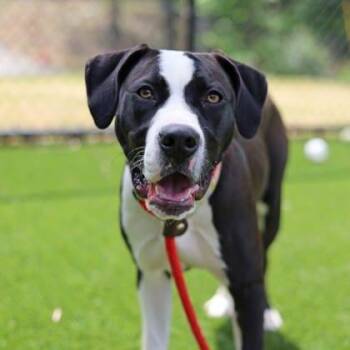 Mixed Breed Dogs Available for Adoption in Atlanta, Georgia - Remedy | PetCurious