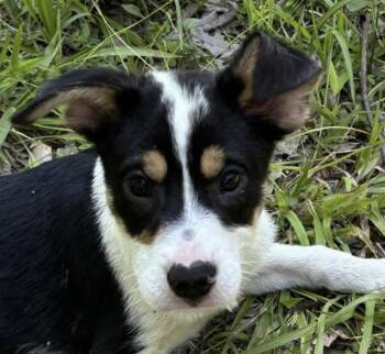 Bumblebee -  Australian Shepherd and Beagle Dog for Adoption in Watertown, Connecticut - Bumblebee | PetCurious