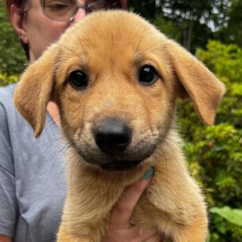 NY Risky avail Jul 3 (Rev250 Patterson NY) -  Shepherd and Mixed Breed Dog for Adoption in Stormville, New York - NY Risky Avail Jul 3 (Rev250 Patterson NY) | PetCurious