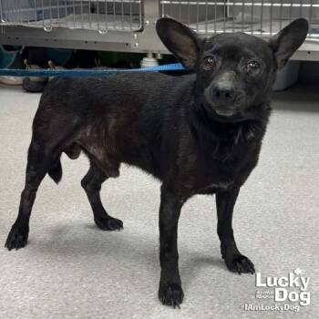 Sauce -  Chihuahua Dog for Adoption in Washington, District Of Columbia - Sauce | PetCurious