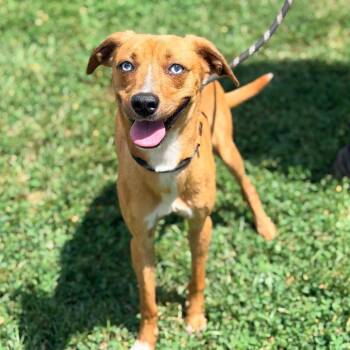 Clarissa -  Mixed Breed Dog for Adoption in Huntington, West Virginia - Clarissa | PetCurious