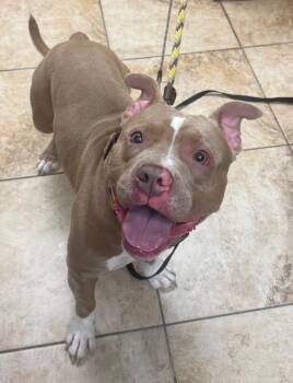 Pip -  Mixed Breed Dog for Adoption in Cincinnati, Ohio - Pip | PetCurious