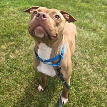 Peaches -  Pit Bull Terrier Dog for Adoption in Champaign, Illinois - Peaches | PetCurious