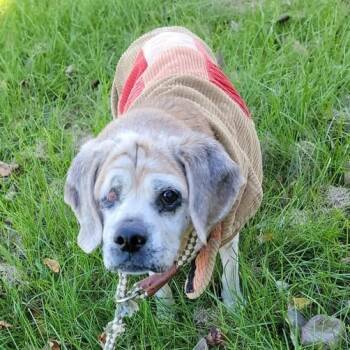 Rescue Beagle Dogs for Adoption in Martinsburg, West Virginia - Wanda | PetCurious