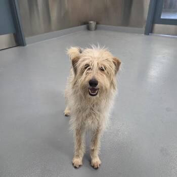 Poodle and Cattle Dog Dogs Available for Adoption - Daizy | PetCurious