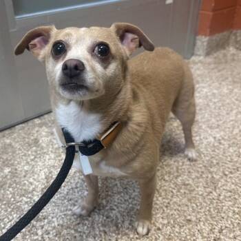 KHALESI -  Chihuahua and Mixed Breed Dog for Adoption in Pueblo, Colorado - KHALESI | PetCurious