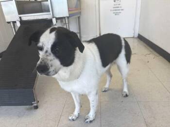 Rescue Border Collie and Great Pyrenees Dogs for Adoption in Meeker, Oklahoma - Nomad | PetCurious