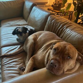 Rescue Mastiff Dogs for Adoption in East Haddam, Connecticut - Juice | PetCurious