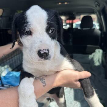 Rescue American Staffordshire Terrier Dogs for Adoption in Helena, Alabama - Tater | PetCurious