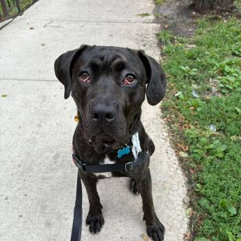 Sondra -  Cane Corso and Pit Bull Terrier Dog for Adoption in La Grange, Kentucky - Sondra | PetCurious