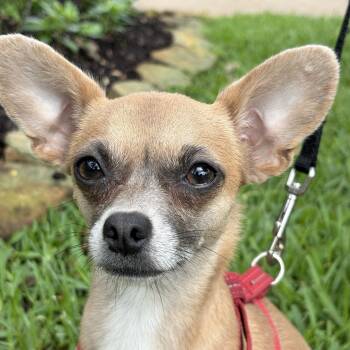 Little Treasure -  Chihuahua and Chiweenie Dog for Adoption - Little Treasure | PetCurious
