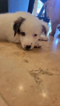 Big Bang -  Collie and Golden Retriever Dog for Adoption in Phoenix, Arizona - Big Bang | PetCurious