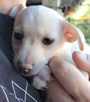 Kadence -  Terrier Dog for Adoption in Alameda, California - Kadence | PetCurious