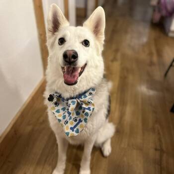 Husky and Mixed Breed Dogs Available for Adoption - Rufus | PetCurious
