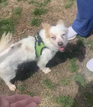 Chihuahua and Terrier Dogs Available for Adoption - Harry | PetCurious