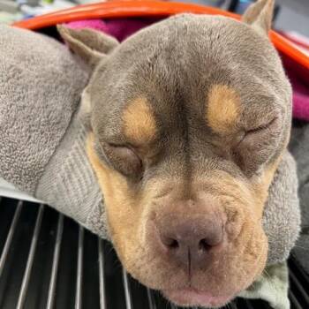 Maeve -  Pit Bull Terrier and Mixed Breed Dog for Adoption in Northbrook, Illinois - Maeve | PetCurious