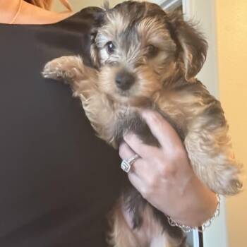 George Harvey -  Yorkshire Terrier Dog for Adoption in Houston, Texas - George Harvey | PetCurious