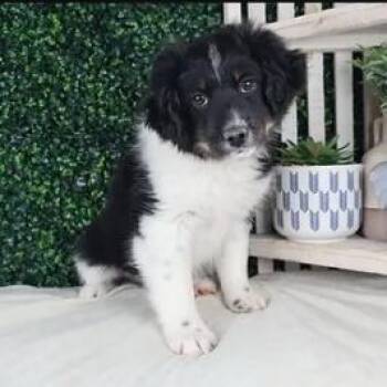 Australian Shepherd Dogs Available for Adoption - Sammi | PetCurious