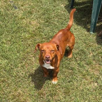 Chihuahua and Mixed Breed Dogs Available for Adoption in Denison, Texas - Red | PetCurious