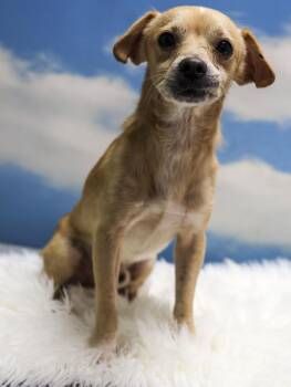 Rescue Chihuahua and Wirehaired Terrier Dogs for Adoption in Casa Grande, Arizona - Led | PetCurious