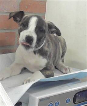 Labrador Retriever and Mixed Breed Dogs Available for Adoption - MARLIE | PetCurious