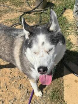 Megan (ID 53045/3074) -  Husky Dog for Adoption in Manassas, Virginia - Megan (ID 53045/3074) | PetCurious
