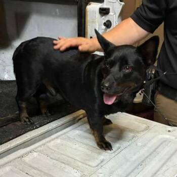 Mixed Breed Dogs Available for Adoption in Gadsden, Alabama - Kylo | PetCurious