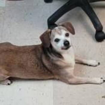 Chihuahua Dogs Available for Adoption in Portsmouth, Ohio - Curly | PetCurious