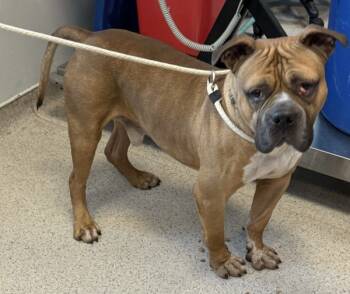 Rescue Mixed Breed Dogs for Adoption in New York, New York - Tyrone | PetCurious