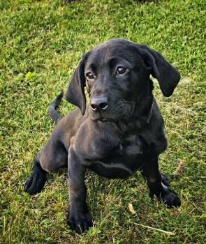 Alice -  Labrador Retriever and Rottweiler Dog for Adoption in Saginaw, Michigan - Alice | PetCurious