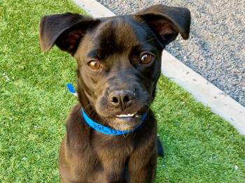 TIGGER -  Pug and Australian Cattle Dog Blue Heeler Dog for Adoption in Moreno Valley, California - TIGGER | PetCurious