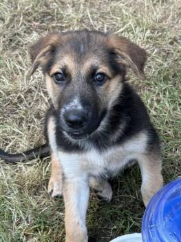 Thor -  German Shepherd Dog Dog for Adoption in Seattle, Washington - Thor | PetCurious