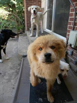 Rex -  Chow Chow Dog for Adoption in Boulder, Colorado - Rex | PetCurious