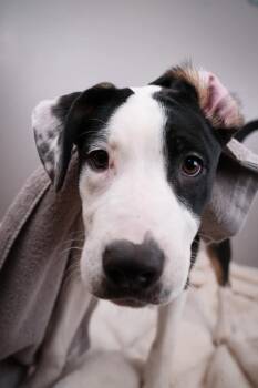 Mixed Breed Dogs Available for Adoption in West Milwaukee, Wisconsin - Cheese $450 | PetCurious