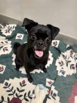 Pug Dogs Available for Adoption - Speedy | PetCurious