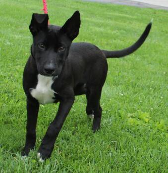Radar (12200) -  Shepherd Dog for Adoption in Heath, Ohio - Radar (12200) | PetCurious