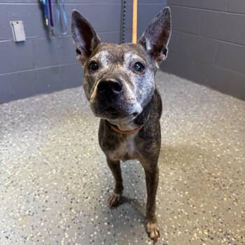 TUSC-Stray-85556 -  Terrier and Mixed Breed Dog for Adoption in Tuscaloosa, Alabama - TUSC-Stray-85556 | PetCurious