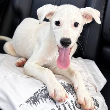 EDISON -  Mixed Breed Dog for Adoption in Cranston, Rhode Island - EDISON | PetCurious