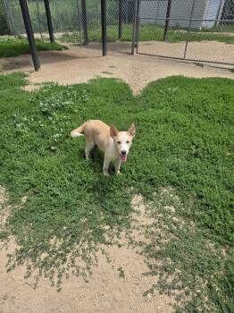 Magenta -  Husky Dog for Adoption in Maquoketa, Iowa - Magenta | PetCurious