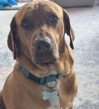 Rescue Rhodesian Ridgeback Dogs for Adoption in Paradise, Texas - Leeu (Leo) | PetCurious