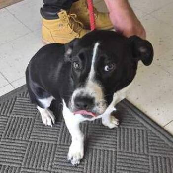 Mixed Breed Dogs Available for Adoption in Davenport, Iowa - Trunk In The Front | PetCurious