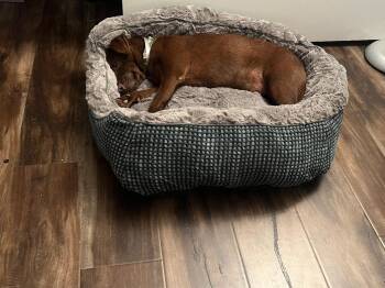 Rescue Chihuahua Dogs for Adoption in Roseville, California - Huntley | PetCurious