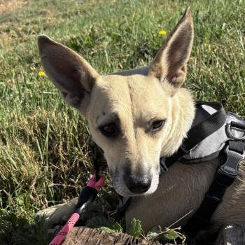 Moana -  Mixed Breed Dog for Adoption in Cheyenne, Wyoming - Moana | PetCurious